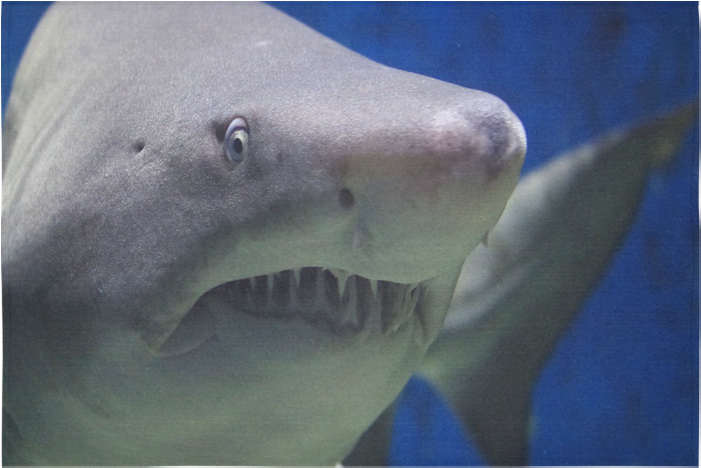 Great White Shark Attack Cotton Linen Wall Tapestry - Great White Shark (1000x1000), Png Download