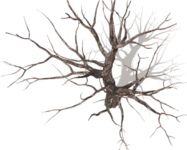 Drawn Dead Tree Tall Tree - Root Tree Top View (640x480), Png Download
