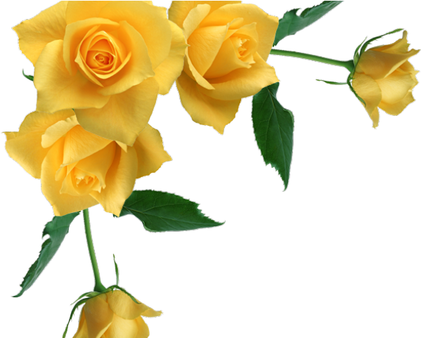 Yellow Rose Clipart Stem Drawing - Yellow Flowers Frame Png (640x480), Png Download