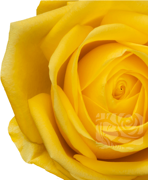 Yellow Roses - Floribunda (658x597), Png Download