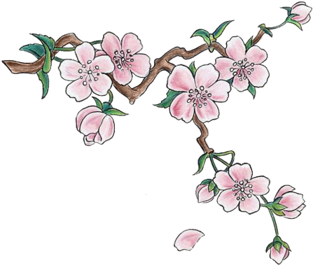 Cherry Blossoms - Cherry Blossom Png (500x504), Png Download