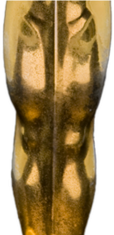 Oscar (640x480), Png Download