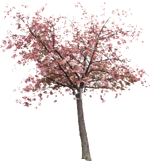 - Cashadvance6online - Com Selected - Eu-35 - Cherry Blossom Tree (332x380), Png Download