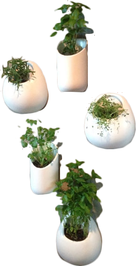 Houseplant (311x549), Png Download