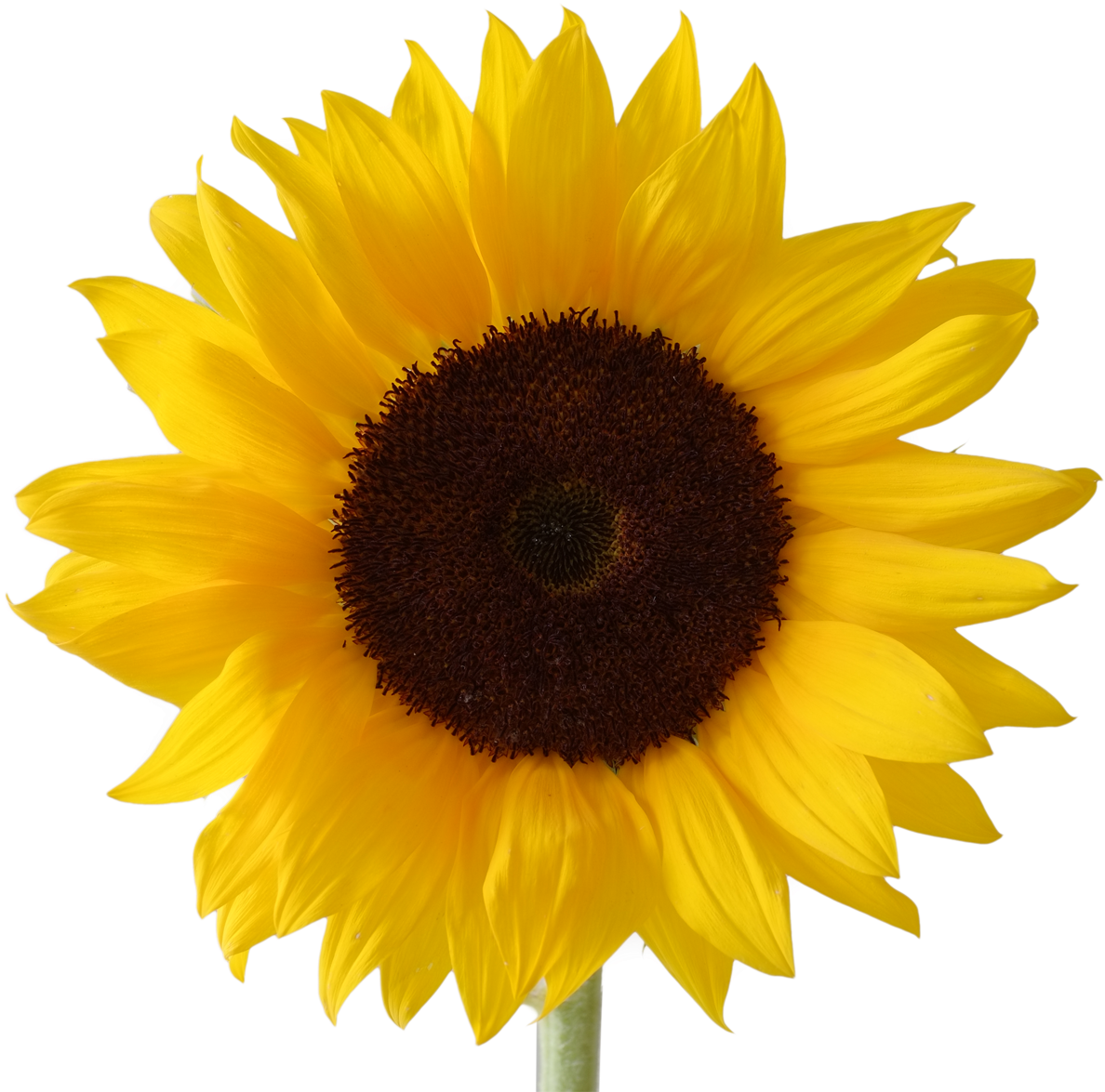 Icon Free Download - Sunflower Png (1200x1200), Png Download