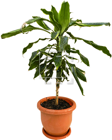 Parent Category - Tree (450x450), Png Download