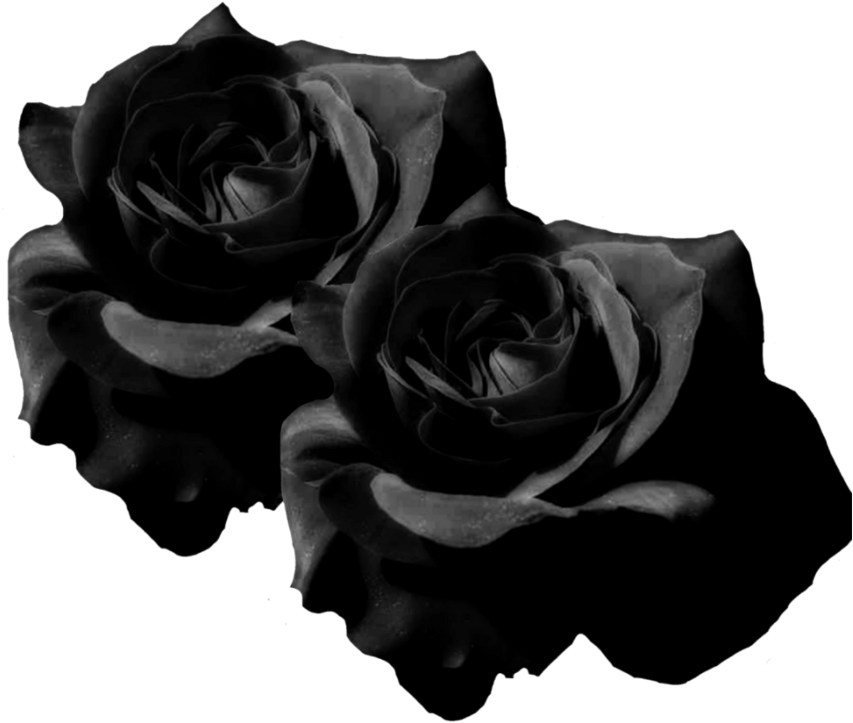 Black Roses Flowers Blackroses Tworoses Blackflowers - Picsart Photo Studio (1024x1024), Png Download