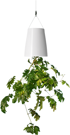 Boskke Sky Planter - Up Side Down Plant (300x530), Png Download
