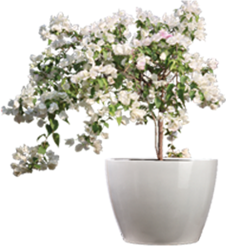 Fiber Glass Planters - White Flower Pot Png (601x500), Png Download