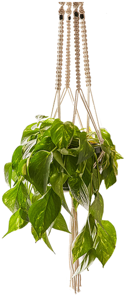 Transparent Hanging Basket Png (263x600), Png Download