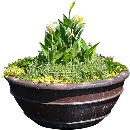 Parent Category - Transparent Background Shrubs Hedges Png (450x450), Png Download