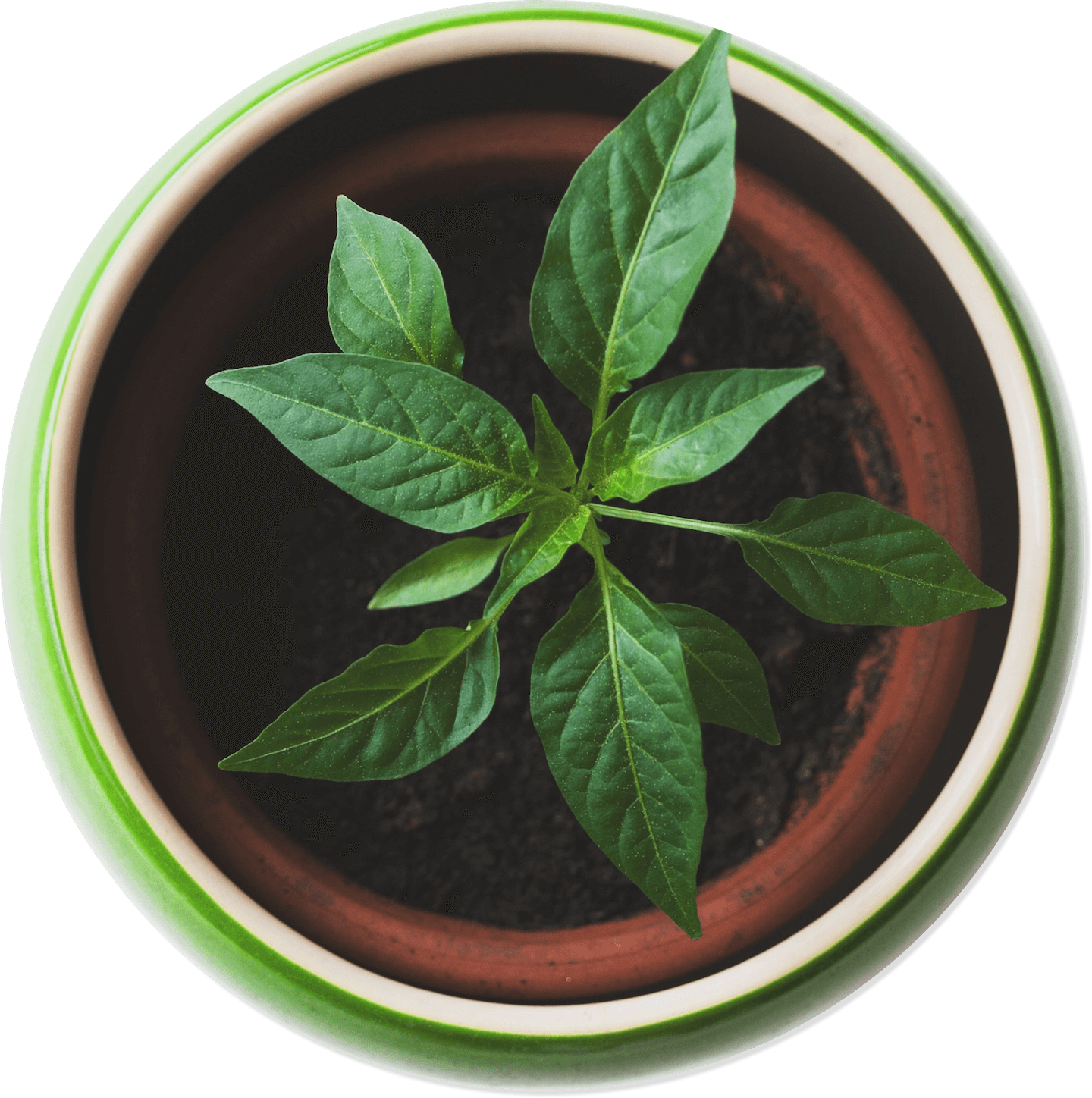 Café Evergreen - Plant Top View Png (1440x1448), Png Download