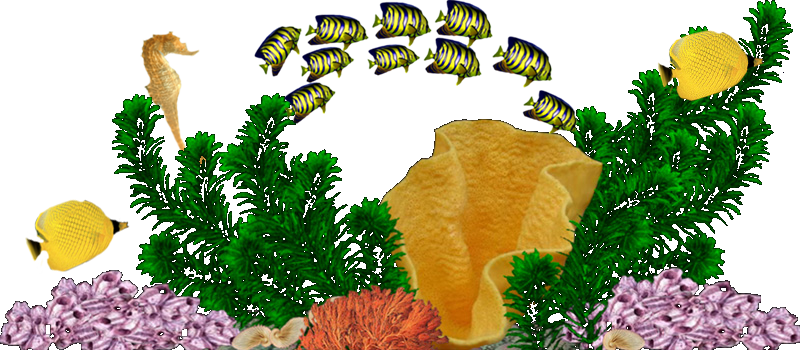 Reeflife09 800 X - Illustration (800x350), Png Download