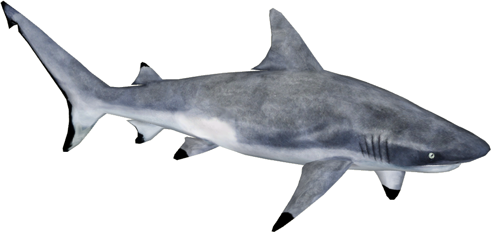 Gray Reef Shark - Grey Reef Shark Png (992x992), Png Download