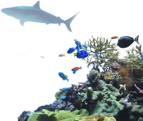 43 Pm 683255 Drnuke Overlay Reef 02 9/30/2016 - Great White Shark (492x434), Png Download