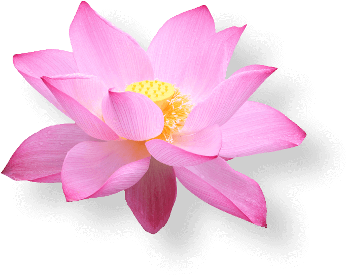 This Heading Is Ok - Lotus Flower Vietnam Png (703x559), Png Download