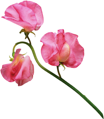 177 Images About Flower Png On We Heart It - Sweet Pea Flower Transparent (475x475), Png Download