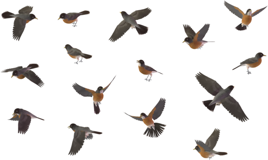 Download American Robin Png Hd For Designing Use - Bird Set Png (1000x624), Png Download