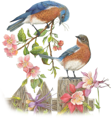 Gg08-bird 010 - Eastern Bluebird (369x393), Png Download