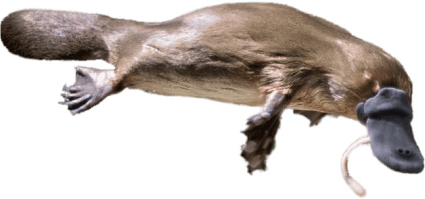 Free Png Download Platypus Eating A Worm Png Images - Duck Billed Platypus Facts (850x407), Png Download