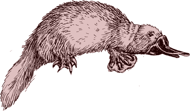 Preview - Drawing Platypus (800x474), Png Download