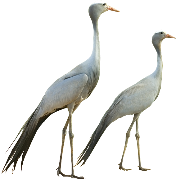 Gru Del Paradiso / Blu Crane / Paradieskranich - Gru Paradiso (777x608), Png Download