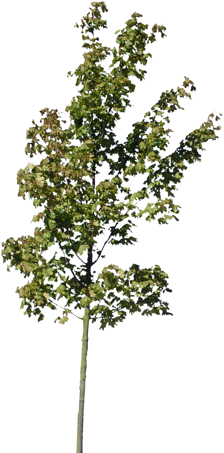 Descargar Árboles Png Gratis - Huck Greenery (806x1600), Png Download