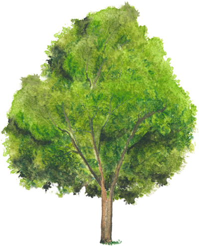 Pond Pine (750x502), Png Download