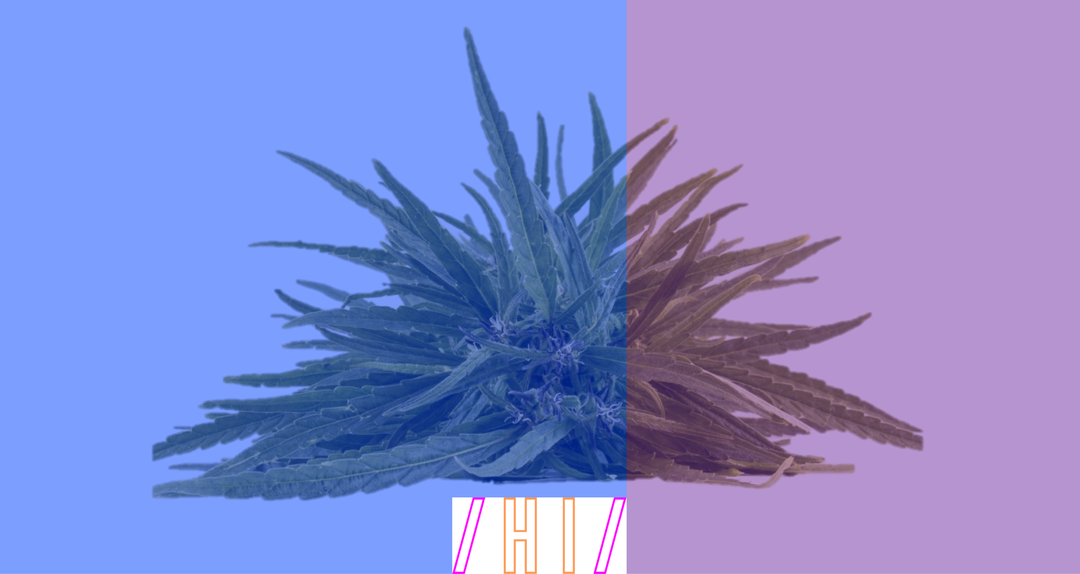 Blue Purple Banner Cropped - Cannabis (2118x1125), Png Download