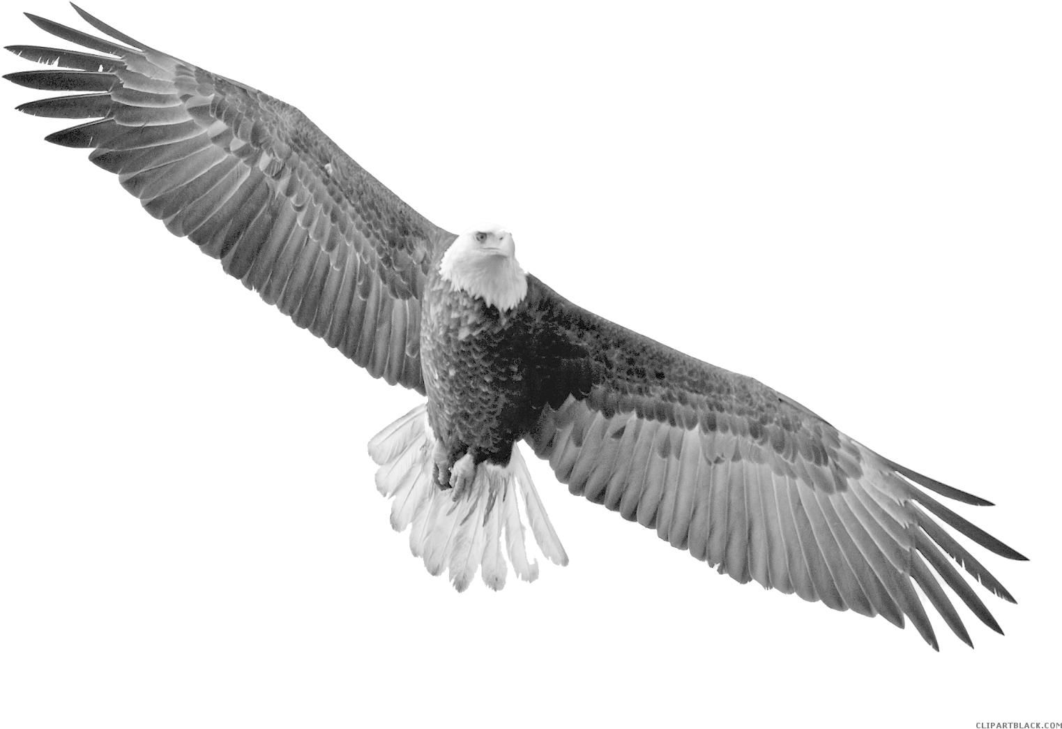 Clip Art Black And White Clipartblack Com Animal Free - Flying Eagle Transparent Background (1600x1125), Png Download