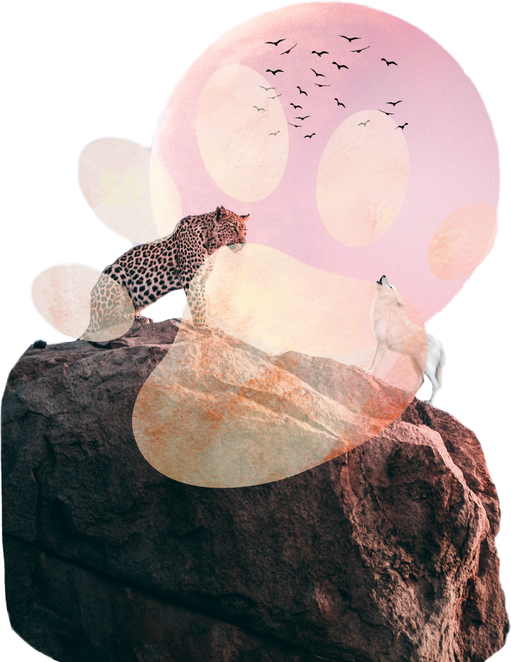 Report Abuse - Animals (1024x1325), Png Download