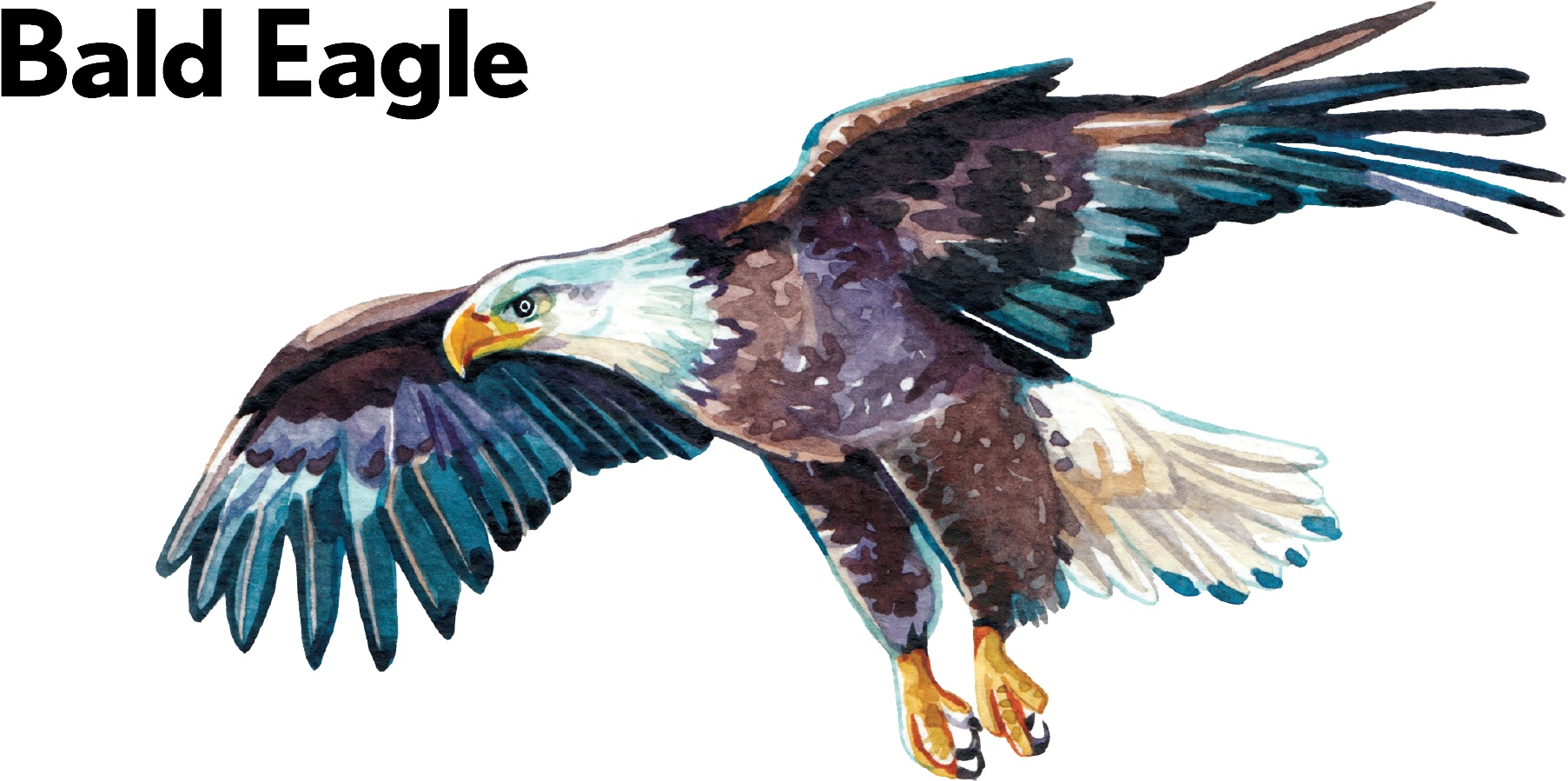Bald Eagle-01 - Golden Eagle (2070x1170), Png Download