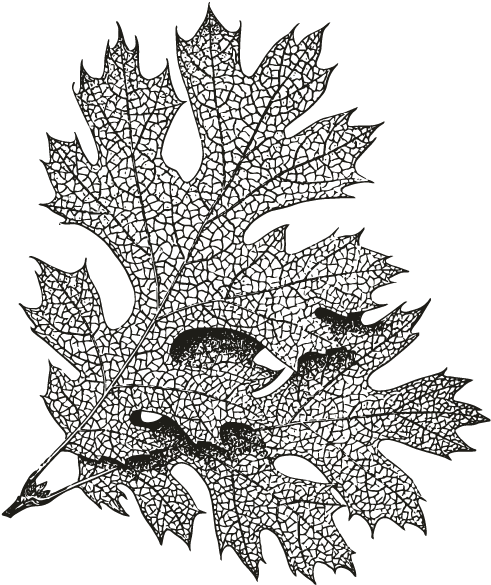 Smock Oak Leaf Motif - Sketch (696x696), Png Download