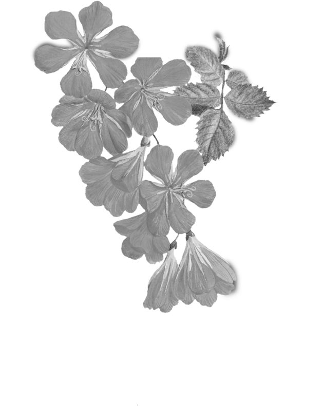 Experiential Design - Tritonia Crocata (flame Freesia) (660x923), Png Download