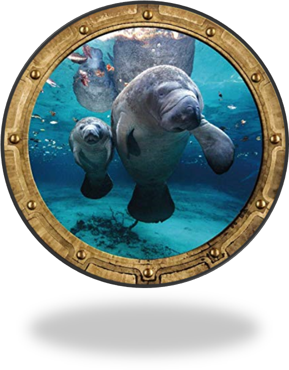 The "old Homosassa Snorkeling Center" - Myrtle Beach Scuba Diving (575x744), Png Download