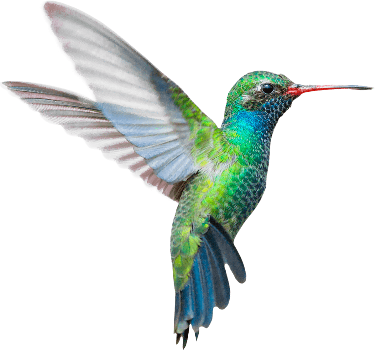 Fast And Reliable - Hummingbird Stock (1200x1118), Png Download