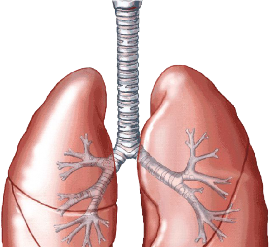 Lungs Png Transparent Images - Cartoon Lungs (640x480), Png Download