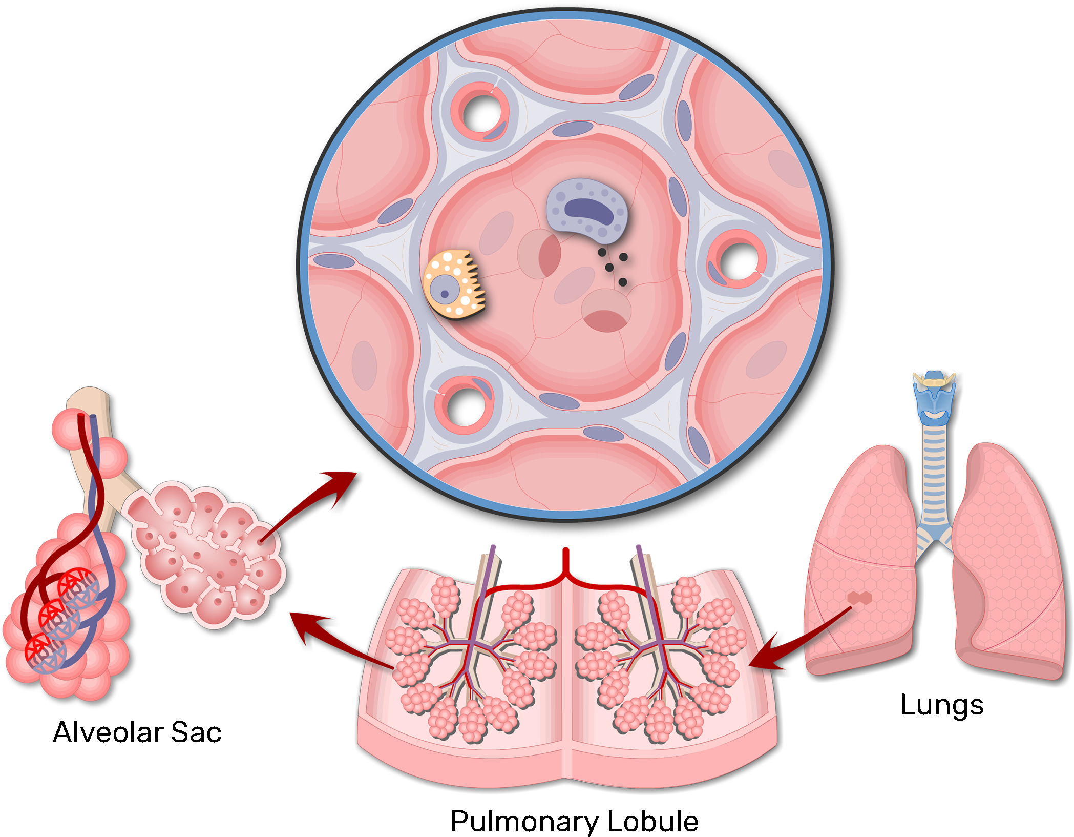 A Magnified View Of An Alveolar Sac - Alveoli Structure (2591x1851), Png Download