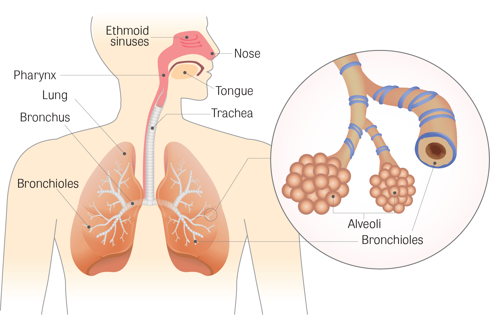 Illustration Of The Human Respiratory Tract, With Ethmoid - Respiratory System (1626x1046), Png Download
