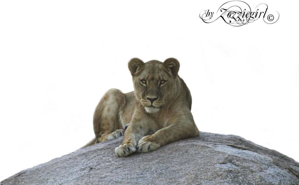 Lion And Lioness, - Png Lioness (1024x768), Png Download