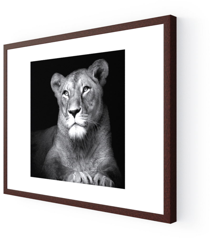 Photo The Lioness - Masai Lion (1000x1000), Png Download