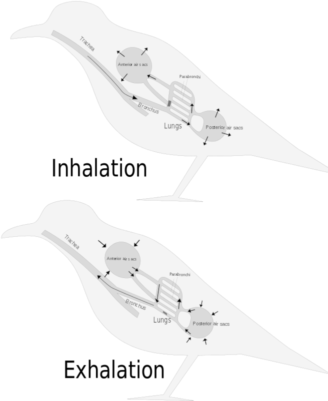 Three Distinct Sets Of Organs Perform Respiration The - Skin Respiration Fish (680x848), Png Download
