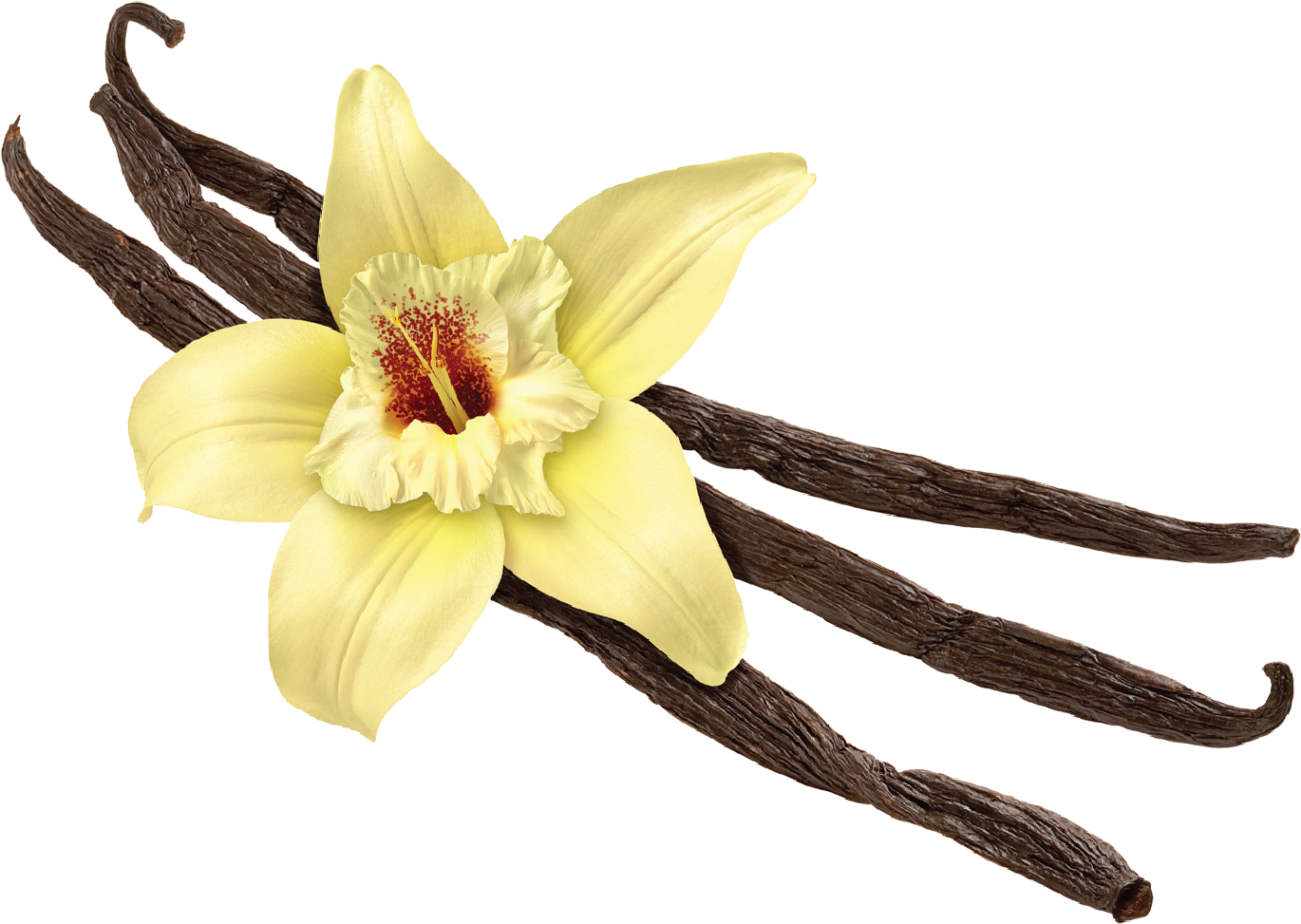 Vanilla Png (1612x1154), Png Download