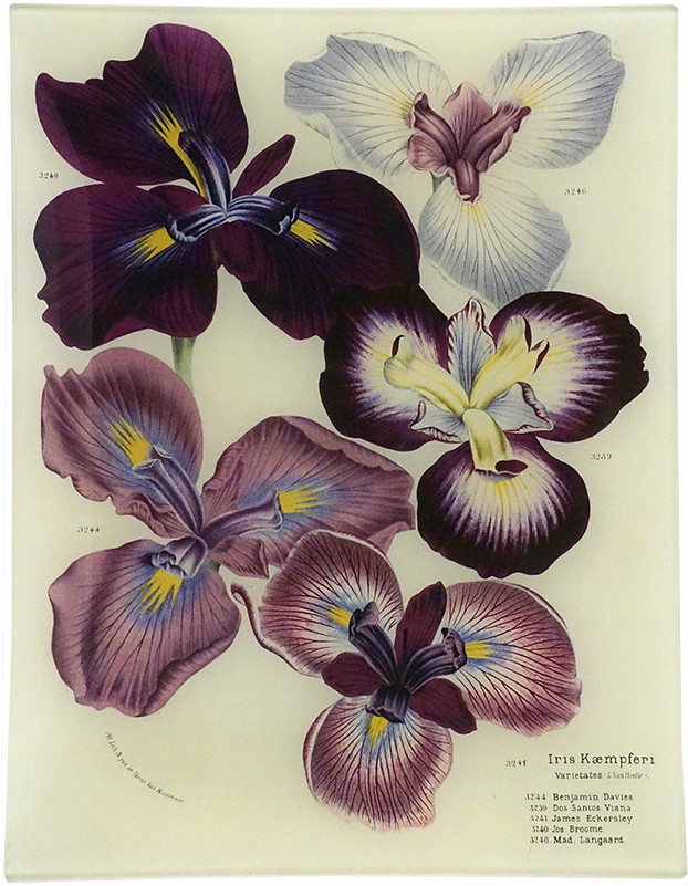 Pansy (800x800), Png Download