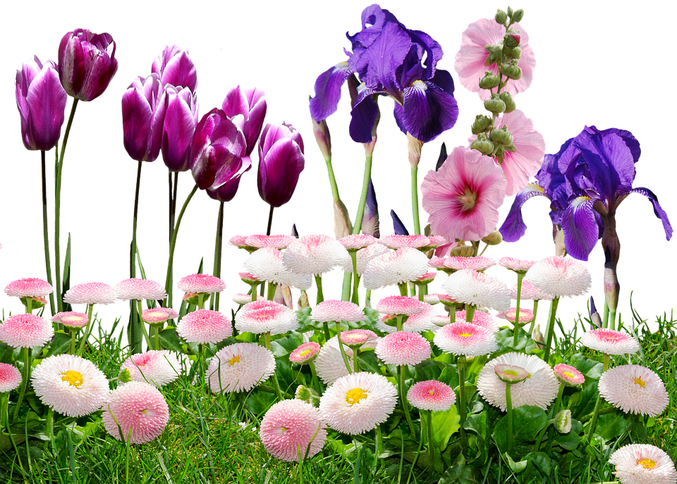 Iris, Tulips, Flowers, Nature, Violet, Tulpenbluete - Flower (960x687), Png Download