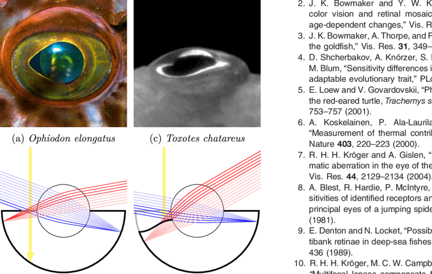 Effects Of An Aphakic Space And A Curved Iris On The - Diagram (850x539), Png Download