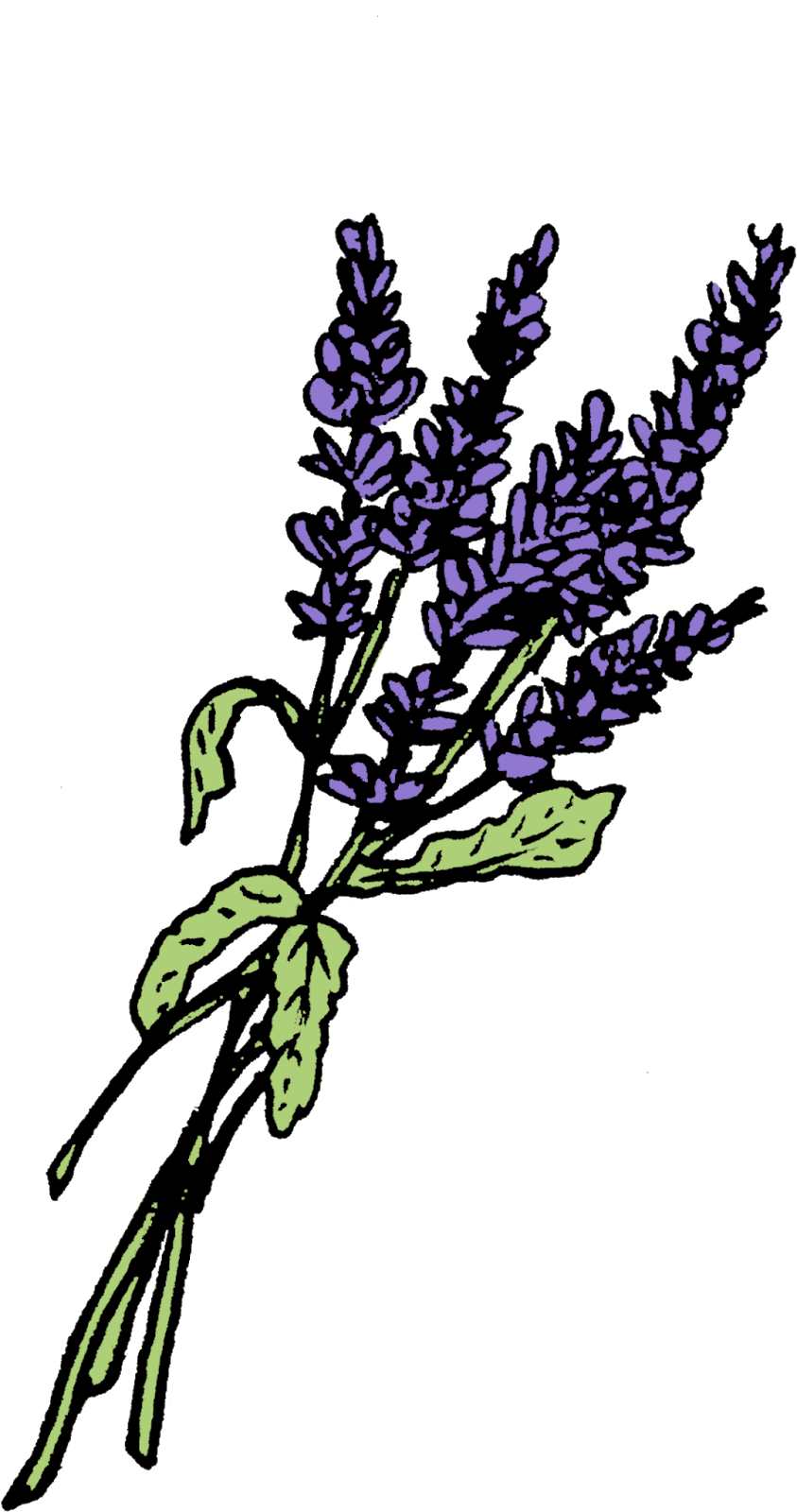 Drawn Lavender Twig - Potion Ingredients Png (843x1600), Png Download