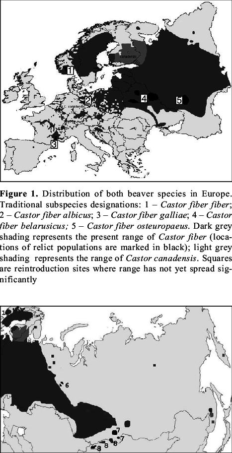 Distribution Of Both Beaver Species In Russia, Kazakhstan - Russia Beaver (467x913), Png Download