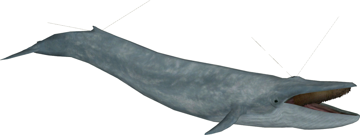Blue Whale Hinging Model - Zt2 Blue Whale (1432x1432), Png Download