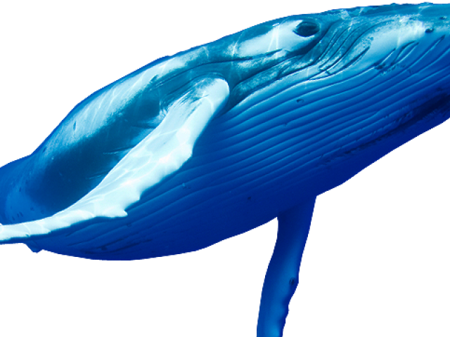 Transparent Background Of Blue Whales (640x480), Png Download